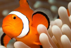 Cairns: Premium Snorkelling and Diving GBR Day Trip