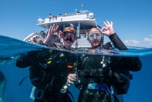 Cairns: Premium Snorkelling and Diving GBR Day Trip