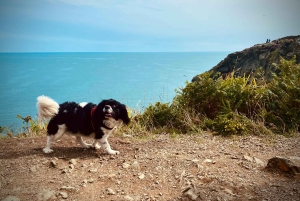 Dublin: Dublin Coastal Hike and Pints & Puppies