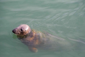 Dublín: ruta de la cerveza artesanal y el marisco por la costa de Howth