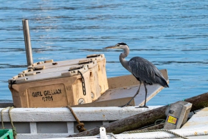 Dublín: ruta de la cerveza artesanal y el marisco por la costa de Howth