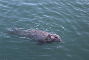 Dublín: ruta de la cerveza artesanal y el marisco por la costa de Howth