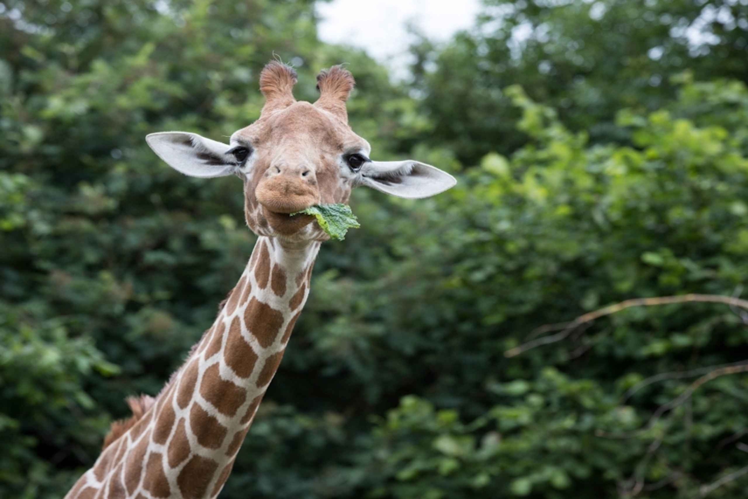 Dunstable: toegangskaart voor de Whipsnade Zoo voor een hele dag
