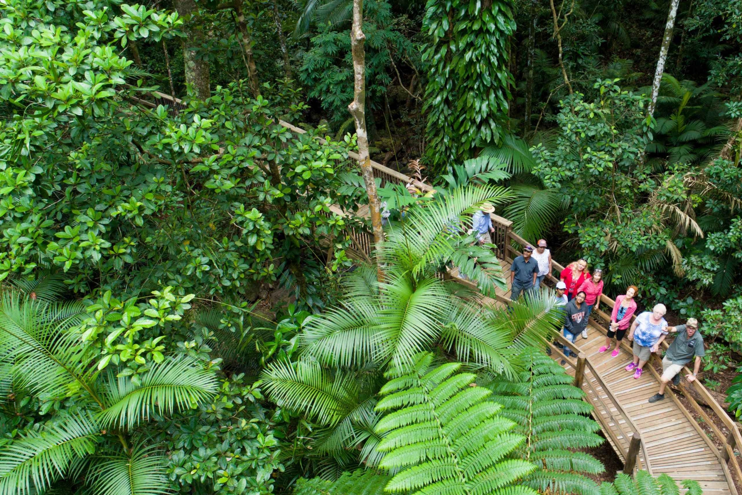 Da Cairns: Foresta pluviale di Daintree e tour di Cape Tribulation in fuoristrada
