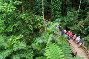 Vanuit Cairns: Daintree regenwoud & Cape Tribulation 4WD tocht