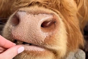 Von Edinburgh aus: 2-tägige Ultimate Highland Tour mit Hotel