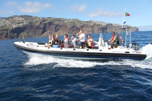 Da Funchal: Tour d'avventura con balene e delfini