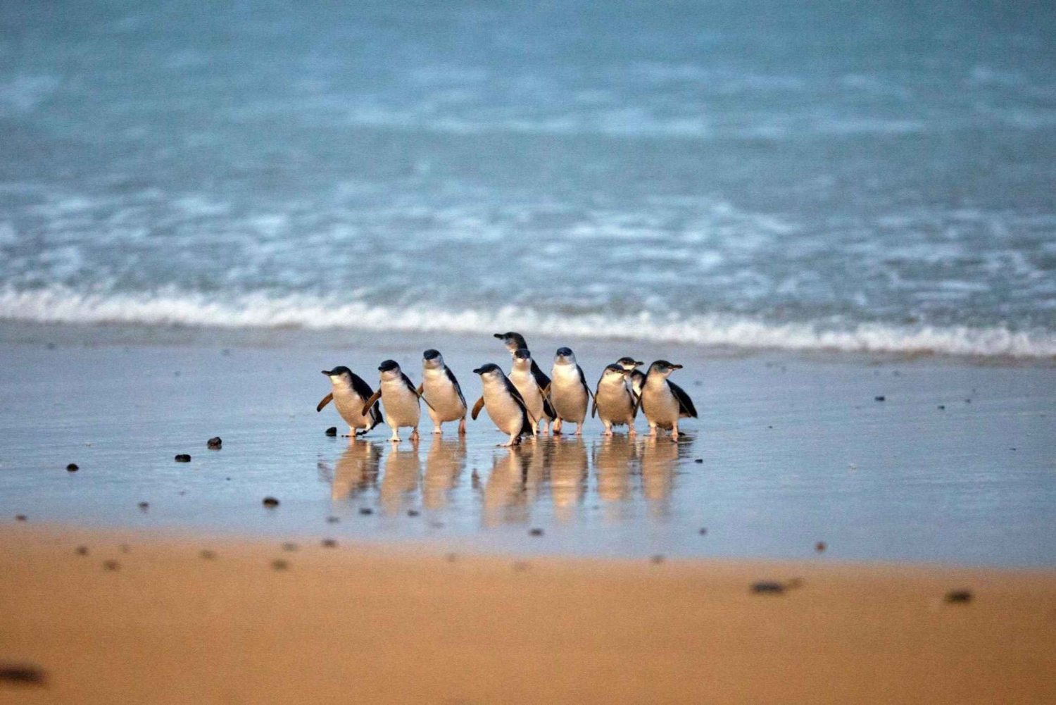 Från Melbourne: Penguin Parade och Koalas Tour