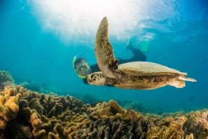 From Port Douglas: Low Isles Great Barrier Reef Sailing Tour