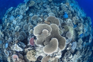 From Port Douglas: Outer Reef Cruise by Luxury Catamaran