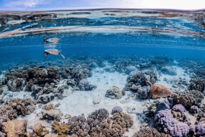 From Port Douglas: Outer Reef Cruise by Luxury Catamaran