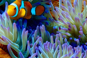 From Port Douglas: Outer Reef Cruise by Luxury Catamaran