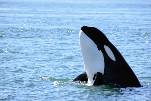 Desde Victoria: tour de avistamiento de ballenas en zódiac