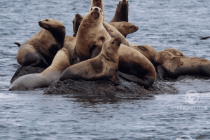 Desde Victoria: tour de avistamiento de ballenas en zódiac