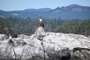 Desde Victoria: tour de avistamiento de ballenas en zódiac