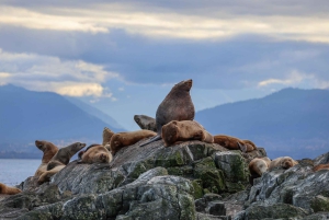 Desde Victoria: tour de avistamiento de ballenas en zódiac