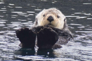 Desde Victoria: tour de avistamiento de ballenas en zódiac