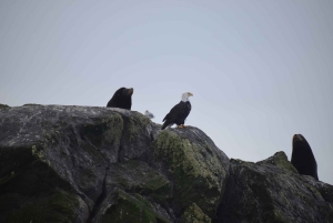Desde Victoria: tour de avistamiento de ballenas en zódiac