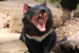 Hobart : Hobart, Richmond et le sanctuaire de la faune de Bonorong