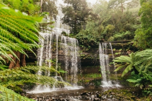 Hobart: Mt Wellington, Mt Field, Bonorong und Richmond Trip