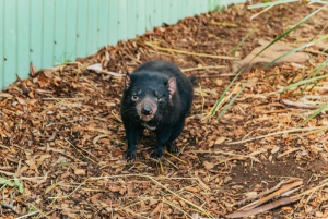 Hobart: Mt Wellington, Mt Field, Bonorong und Richmond Trip