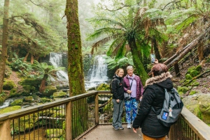 Hobart: Mt Wellington, Mt Field, Bonorong und Richmond Trip