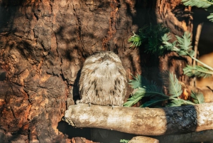 Hobart: Mt Wellington, Mt Field, Bonorong und Richmond Trip