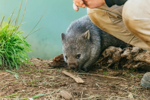 Hobart: Mt Wellington, Mt Field, Bonorong und Richmond Trip