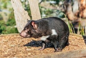 Hobart: Mt Wellington, Mt Field, Bonorong und Richmond Trip