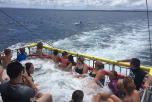 Huskisson : Croisière pour les dauphins et expérience des filets à perche