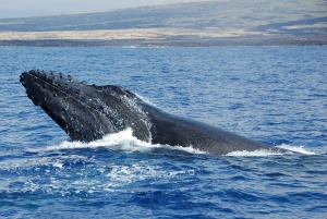 Кайлуа-Кона: круиз по наблюдению за китами на Большом острове