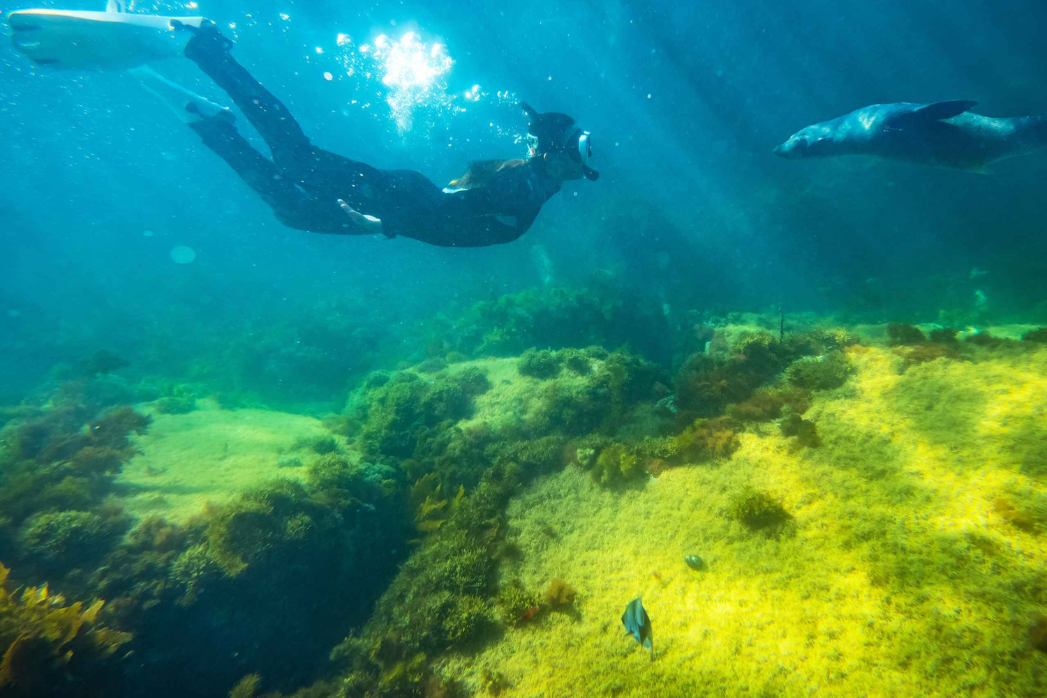 Kangaroo Island: Delfin-, sæl- og svømmebådstur