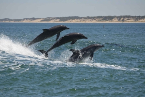 Koombana Bay: Dolphin Eco Cruise
