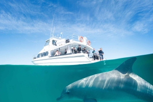 Perth: Swim with Wild Dolphins Tour