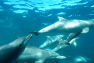 Perth: Swim with Wild Dolphins Tour