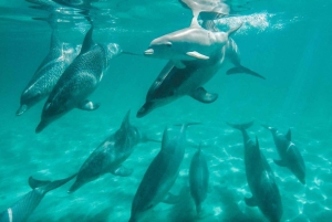 Perth: Swim with Wild Dolphins Tour