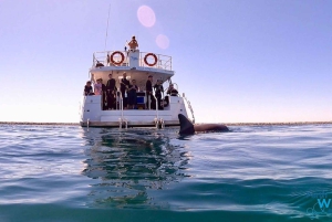 Perth: Swim with Wild Dolphins Tour