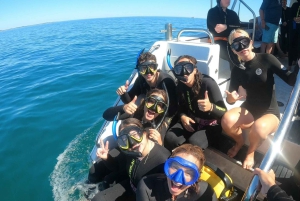 Perth: Swim with Wild Dolphins Tour