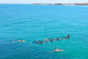 Perth: Swim with Wild Dolphins Tour