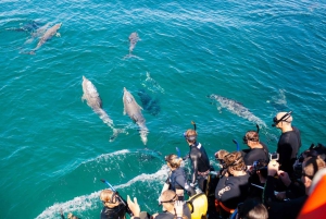 Perth: Swim with Wild Dolphins Tour