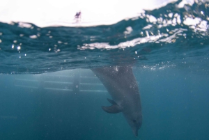 Perth: Swim with Wild Dolphins Tour