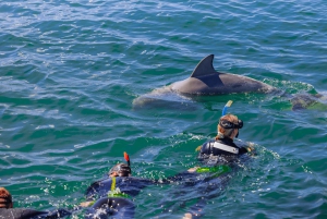 Perth: Swim with Wild Dolphins Tour