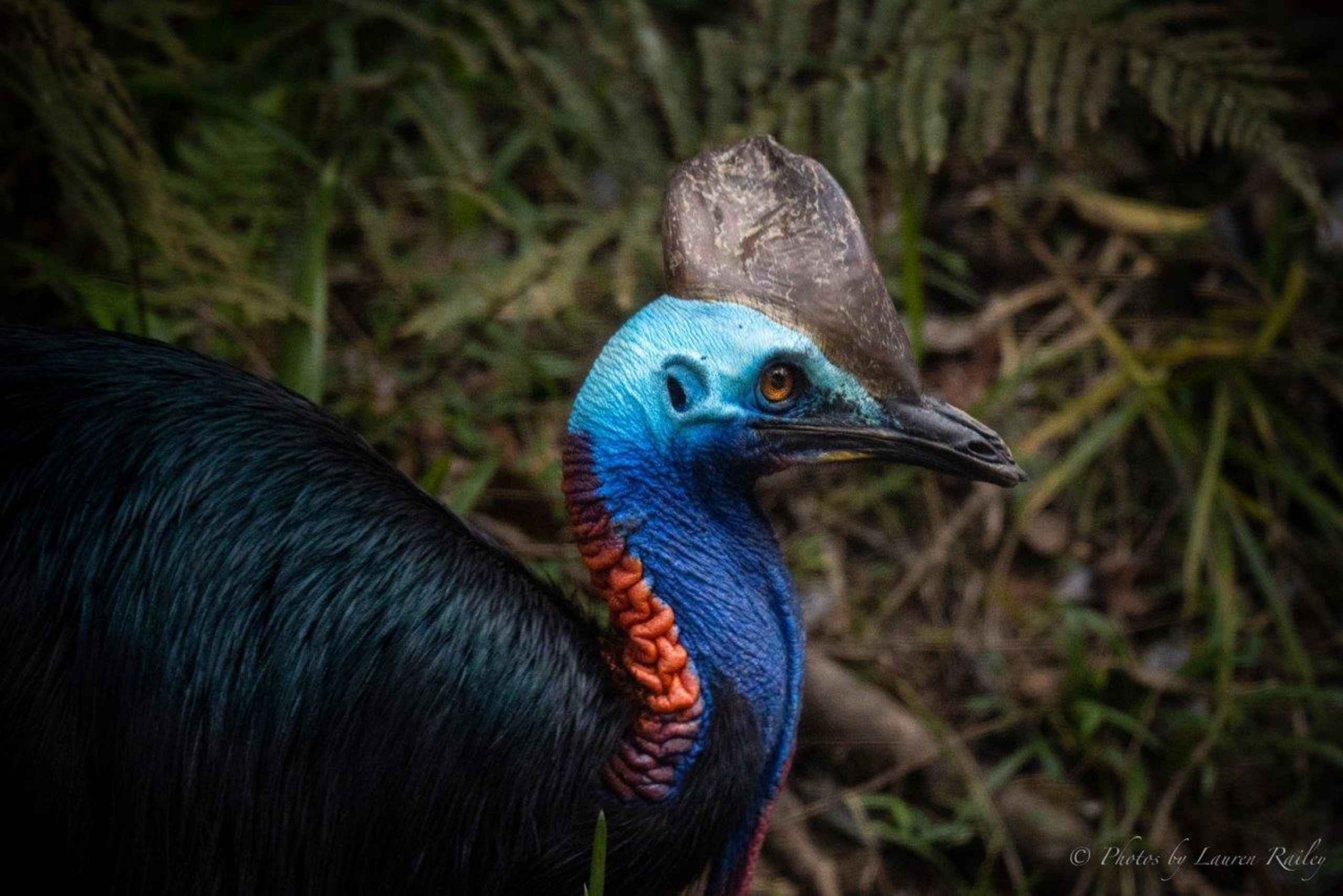 Port Douglas: Douglas Douglas: Daintree Rainforest ja Mossman Gorge Tour (retki).