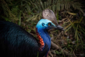Port Douglas: Tour della foresta pluviale di Daintree e della gola di Mossman