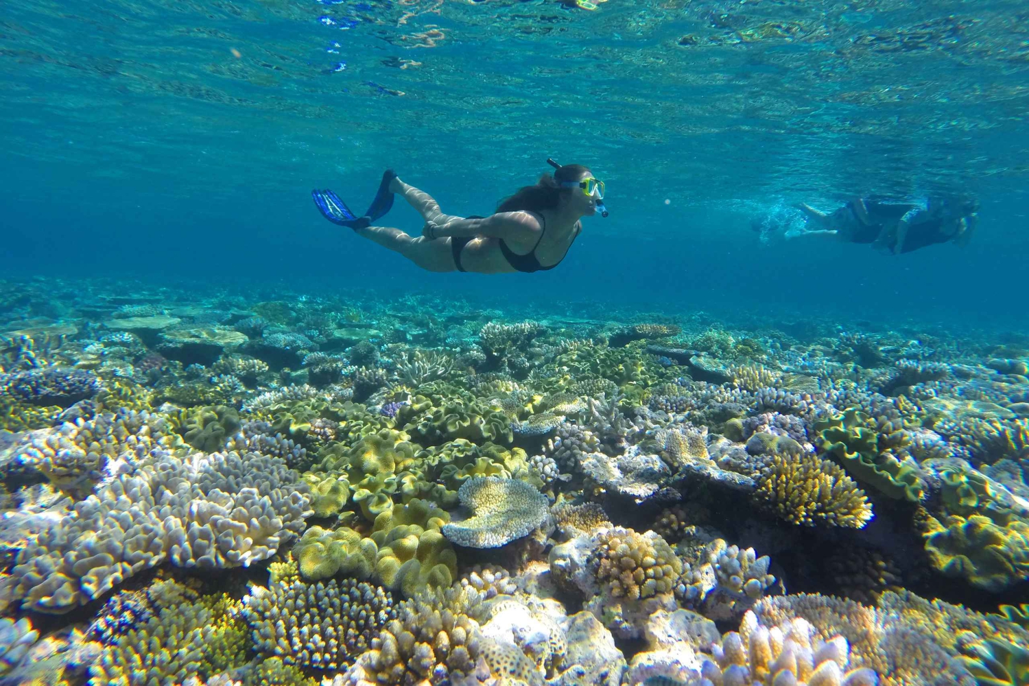 Port Douglas Opciones de snorkel y buceo en la Barrera de Coral Exterior