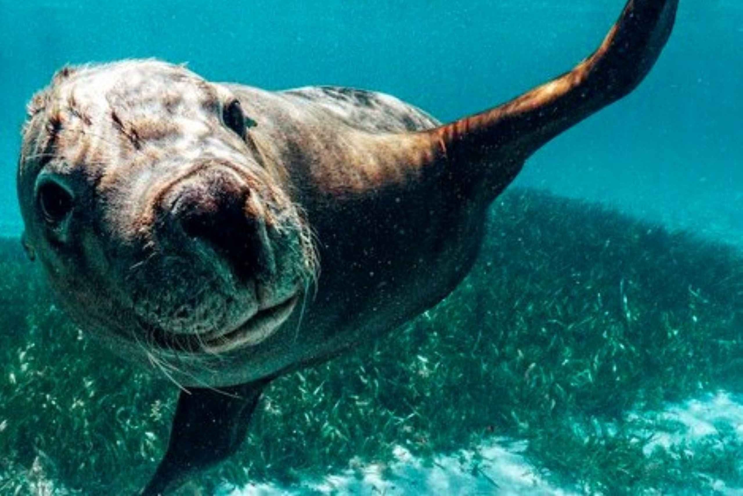 Rockingham: 3 Island Wildlife Snorkeling Cruise with Lunch