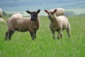 Stonehenge Special Access - Aftentur fra London