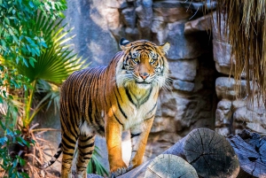 Sydney: Hop-on Hop-off Harbour Cruise with Commentary