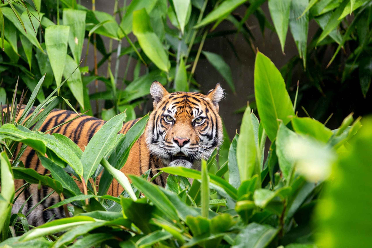 Sydney: Taronga Zoo Ticket mit Rückfahrt mit der Fähre