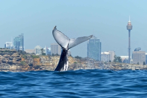 Sydney valskådningskryssning med frukost eller lunch